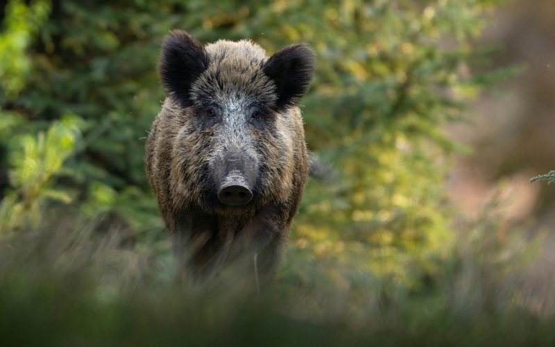 Estudo irá avaliar a quantidade de javalis no ambiente rural