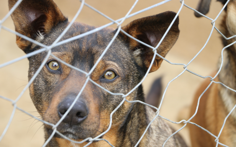 Inscrições abertas para castração sem custos de aproximadamente 600 pets em Castro