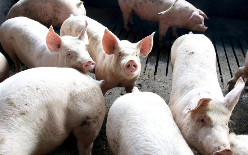 Paraná se destaca como o maior produtor de carne suína do Brasil pelo oitavo ano consecutivo