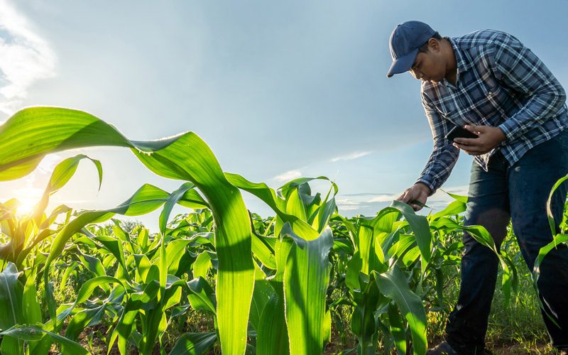 Sistema FAEP aponta que Desenrola Rural deixa muitos agricultores e pecuaristas sem assistência