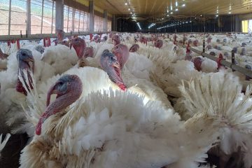 Paraná aumenta ganhos com vendas de carne de peru no exterior