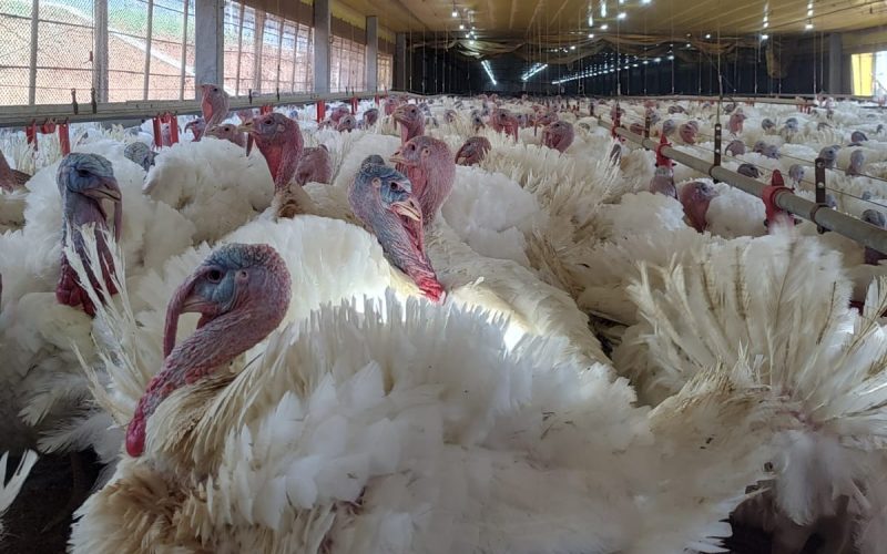 Paraná amplia ganhos com vendas externas de carne de peru