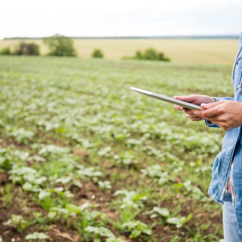 Estratégias de Fertilização: Redução de Custos e Aumento da Produtividade em Foco com Cauê Lopes Martins