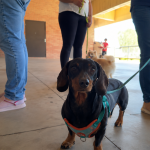 Carambeí dá início ao programa CastraPet, oferecendo castração gratuita para até 300 pets.