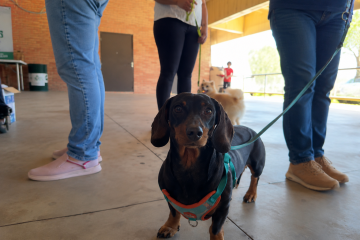 Carambeí dá início ao programa CastraPet, oferecendo castração gratuita para até 300 pets.