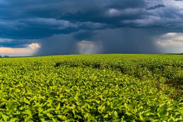 Agricultores têm a oportunidade de solicitar a reestruturação de suas dívidas com instituições financeiras