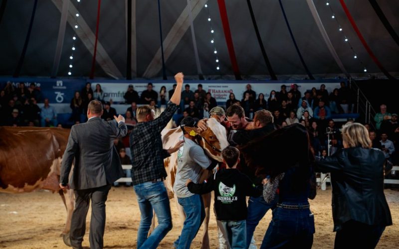 Holandesa Vermelha e Branca conquista bicampeonato e brilha nos julgamentos do Agroleite 2026