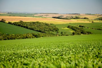 Solo preservado: a chuva se torna aliada da produtividade agrícola