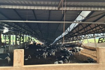 Após tempestade, Sistema FAEP e Nerios solicitam ajuda a agricultores do Noroeste paranaense