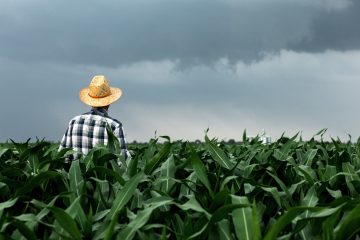 Legislação recente reforça seguro agrícola e salvaguarda fundos de subvenção, segundo Sistema FAEP