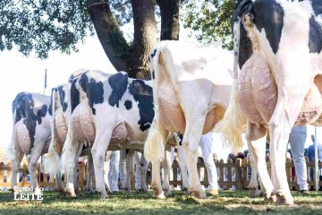 Arapoti sedia a Expoleite 2027 entre os dias 1 e 3 de julho